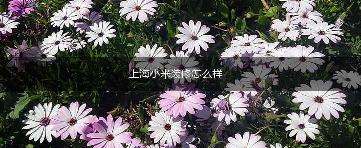 上海小米装修怎么样,第1张