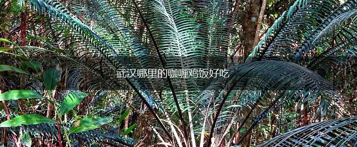 武汉哪里的咖喱鸡饭好吃,第1张