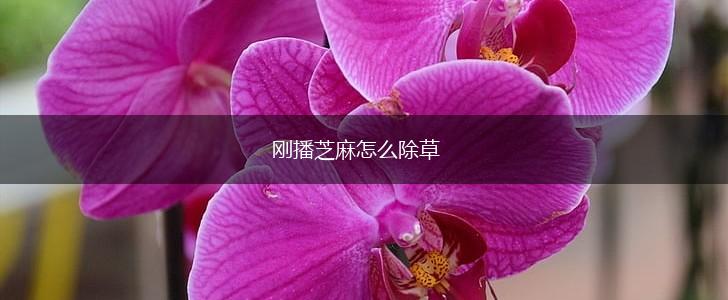 刚播芝麻怎么除草,第1张
