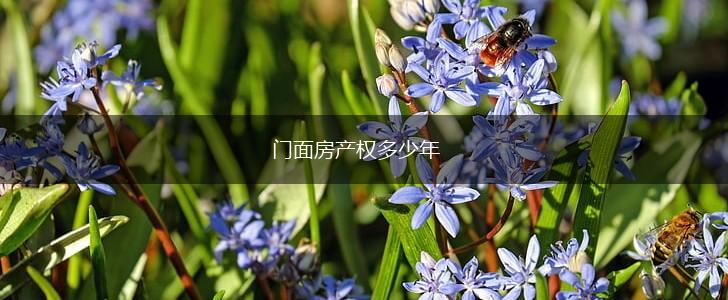 门面房产权多少年,第1张