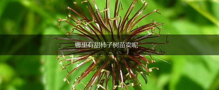 哪里有甜柿子树苗卖呢,第1张