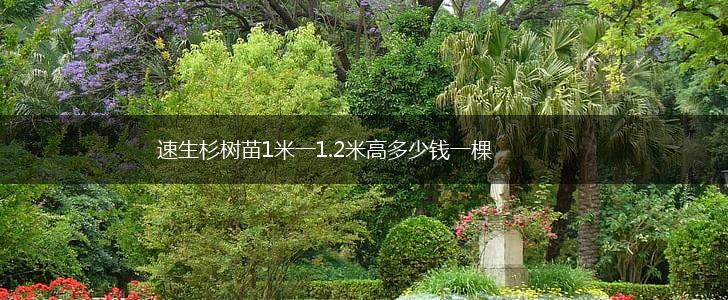 速生杉树苗1米一1.2米高多少钱一棵,第1张