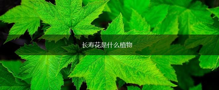 长寿花是什么植物,第1张