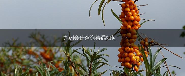 九洲会计咨询待遇如何,第1张