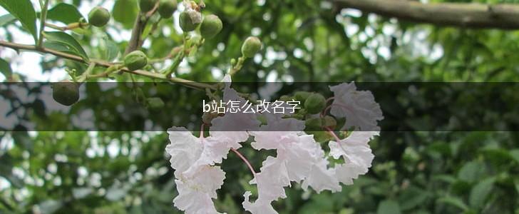 b站怎么改名字,第1张