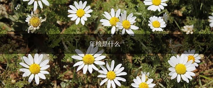 年检是什么,第1张