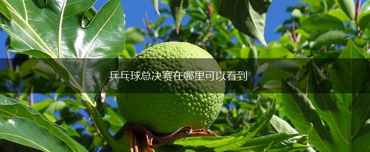 乒乓球总决赛在哪里可以看到,第1张