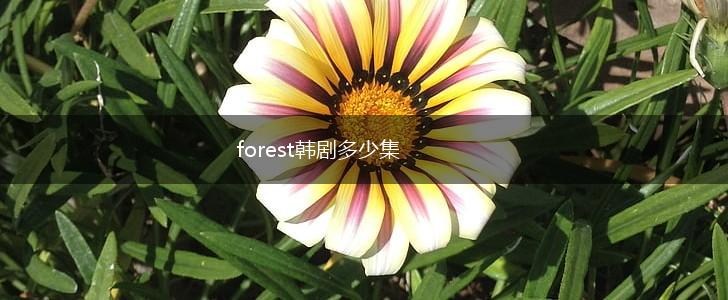 forest韩剧多少集,第1张