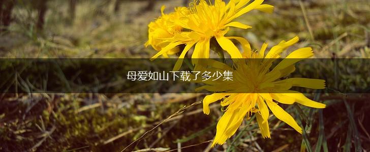 母爱如山下载了多少集,第1张