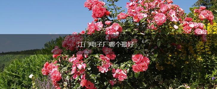 江门电子厂哪个最好,第1张