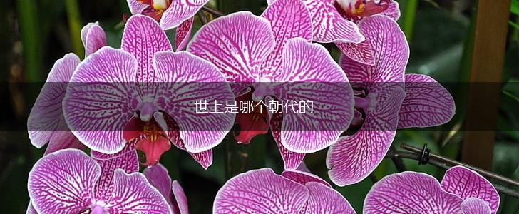 世上是哪个朝代的,第1张