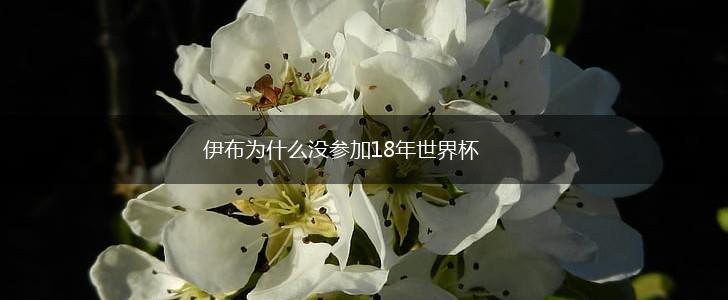 伊布为什么没参加18年世界杯,第1张