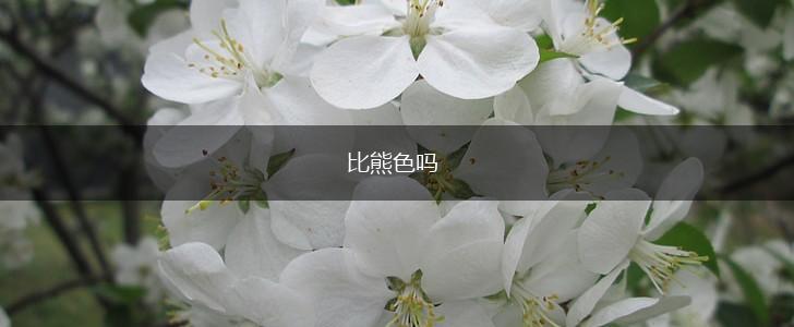 比熊色吗,第1张