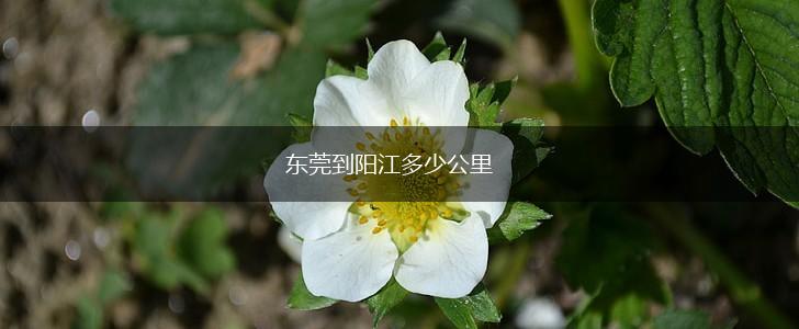 东莞到阳江多少公里,第1张