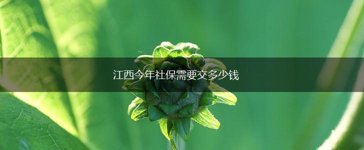 江西今年社保需要交多少钱,第1张