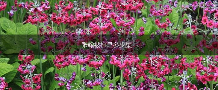 张翰被打是多少集,第1张