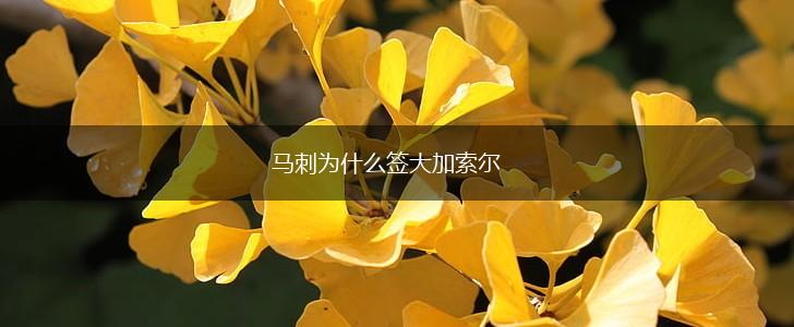 马刺为什么签大加索尔,第1张