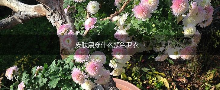 皮肤黑穿什么颜色卫衣,第1张