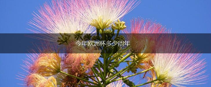 今年欧洲杯多少周年,第1张