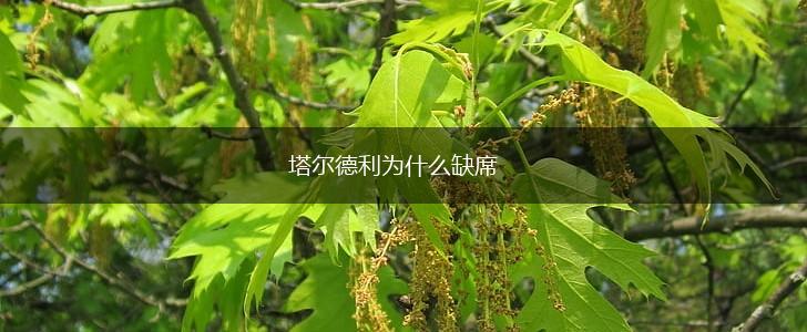 塔尔德利为什么缺席,第1张
