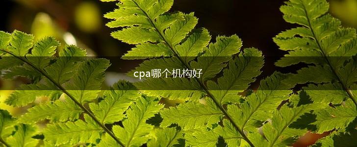 cpa哪个机构好,第1张