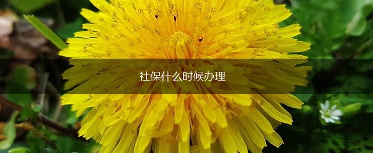 社保什么时候办理,第1张