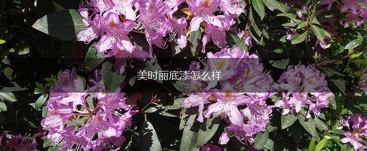 美时丽底漆怎么样,第1张