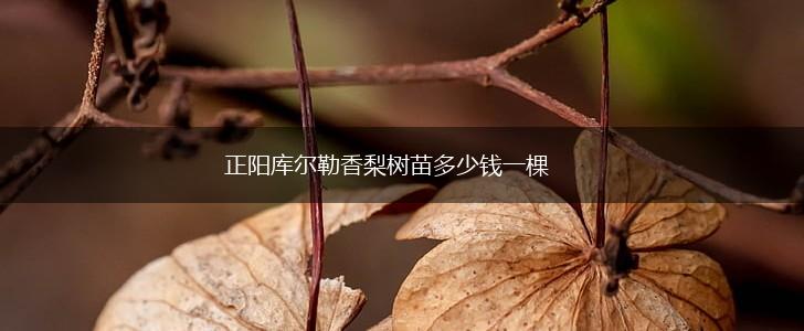 正阳库尔勒香梨树苗多少钱一棵,第1张
