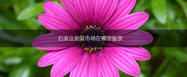 石家庄批发市场在哪里服装,第1张