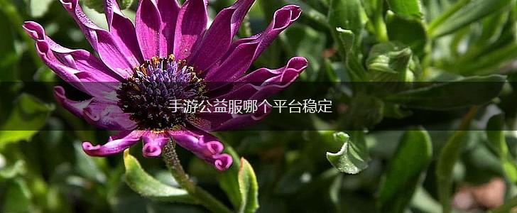 手游公益服哪个平台稳定,第1张