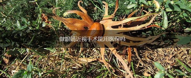 做眼睛近视手术能用医保吗,第1张