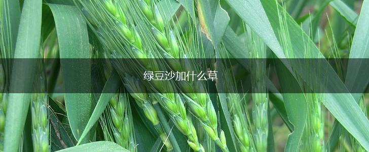 绿豆沙加什么草,第1张