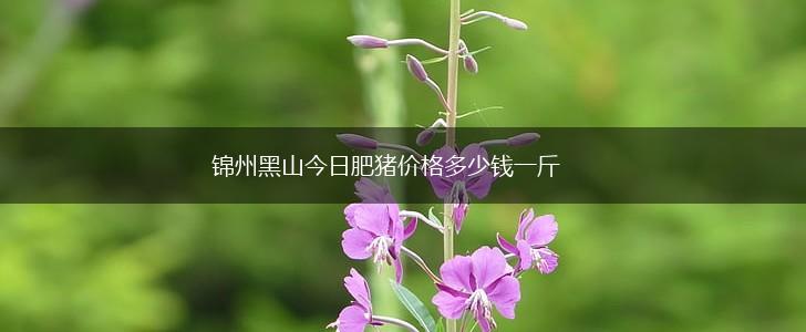 锦州黑山今日肥猪价格多少钱一斤,第1张