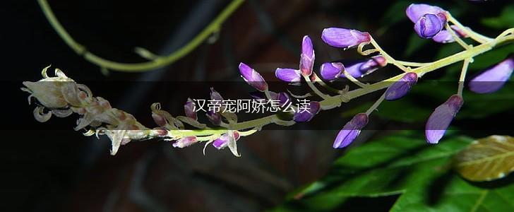 汉帝宠阿娇怎么读,第1张