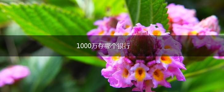 1000万存哪个银行,第1张