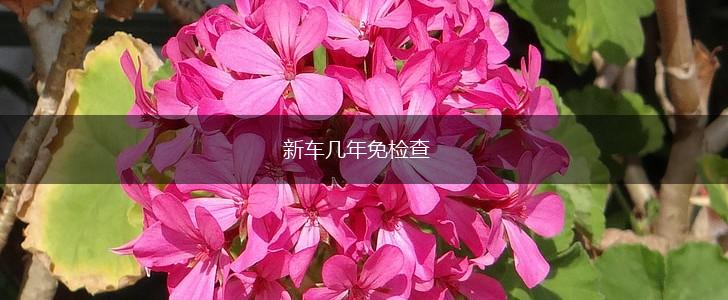 新车几年免检查,第1张