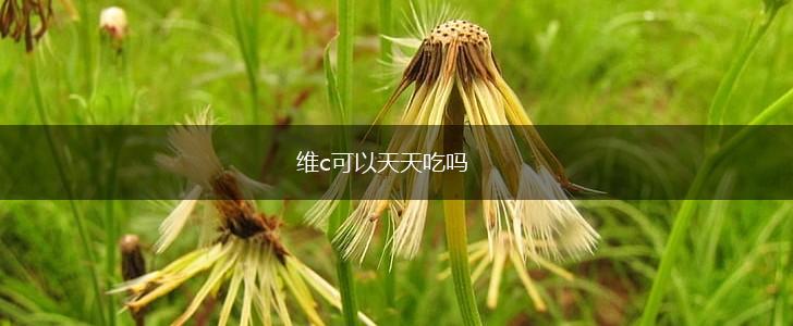 维c可以天天吃吗,第1张
