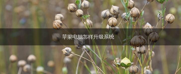 苹果电脑怎样升级系统,第1张