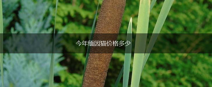 今年缅因猫价格多少,第1张