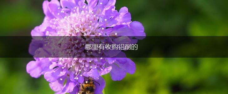 哪里有收购铝削的,第1张