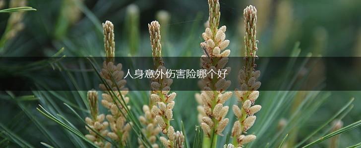 人身意外伤害险哪个好,第1张