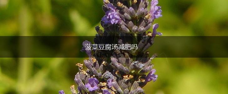 菠菜豆腐汤减肥吗,第1张