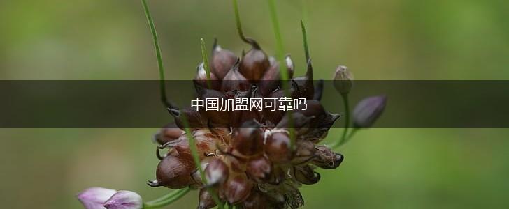 中国加盟网可靠吗,第1张