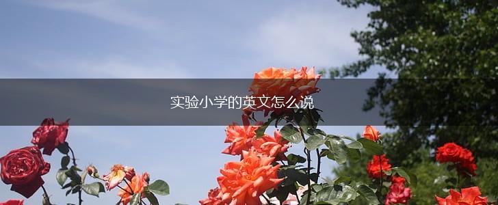 实验小学的英文怎么说,第1张