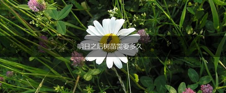 明日之后树苗需要多久,第1张