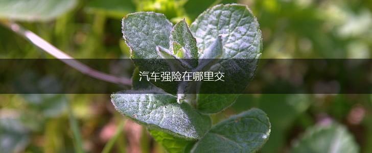 汽车强险在哪里交,第1张