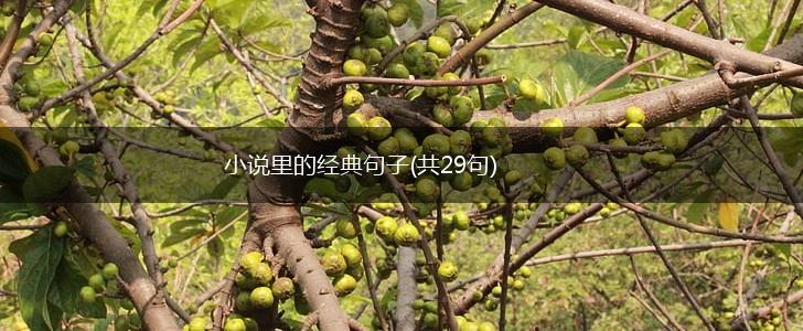 小说里的经典句子(共29句),第1张