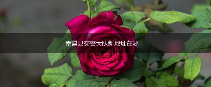 南昌县交警大队新地址在哪,第1张