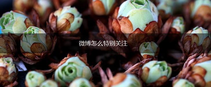 微博怎么特别关注,第1张
