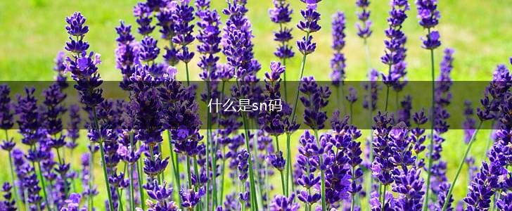什么是sn码,第1张